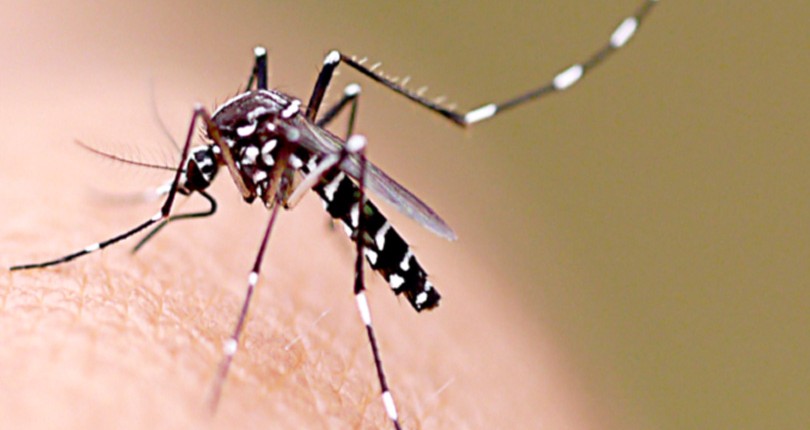 Aedes Aegypti