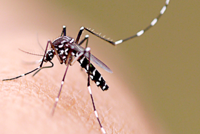 Aedes Aegypti